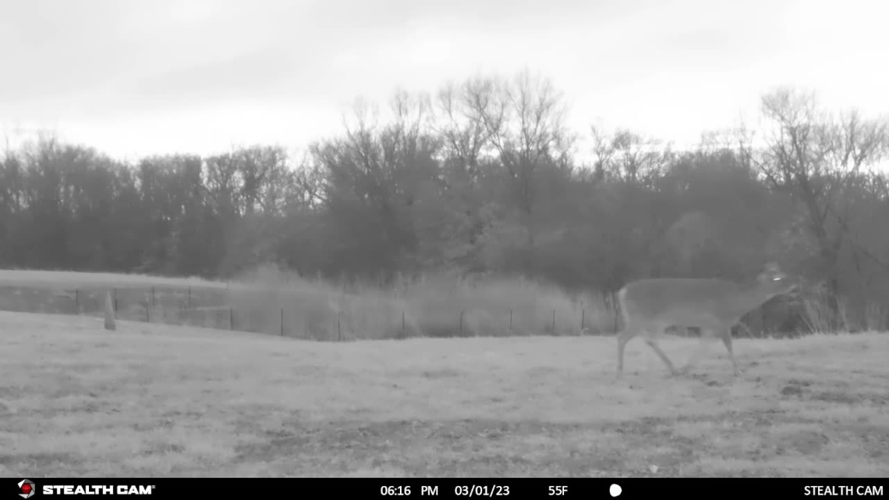 Deer Critters