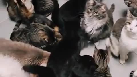 OMG So Cute Cats ♥ ,Cute & Funny Cats Doing Funny Things_OMG Cute & Funny Cats