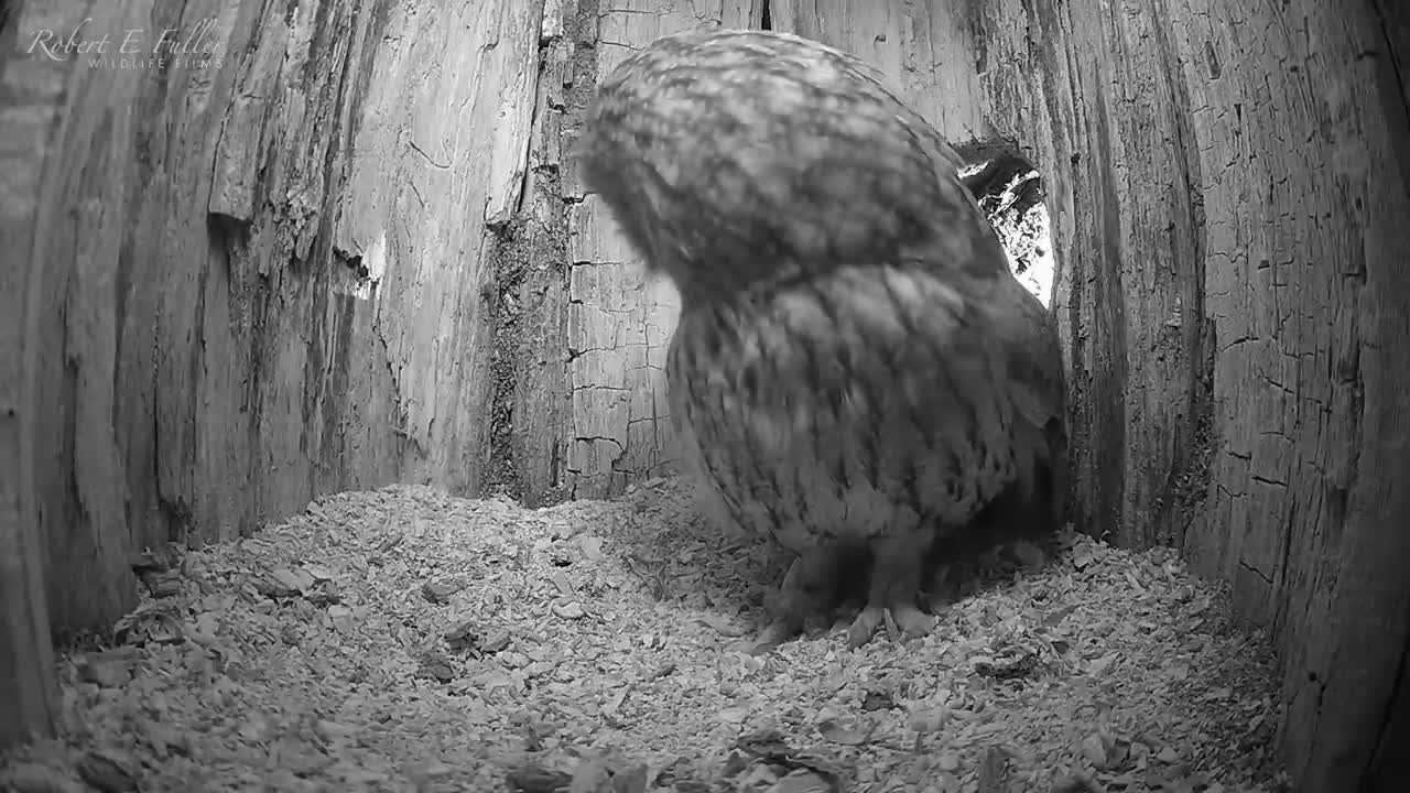 Tawny Owl Luna's Tragic Loss Has a Happy Ending🦉