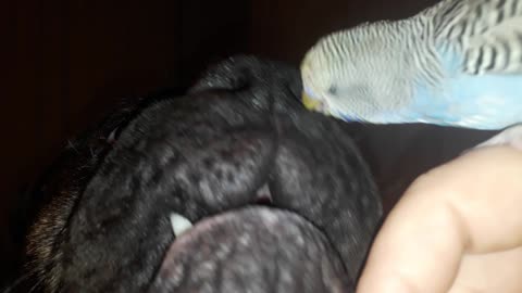 Birds eye view of the Beastess!