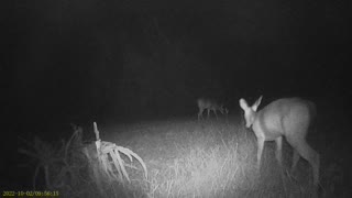 night deer 10/22 1