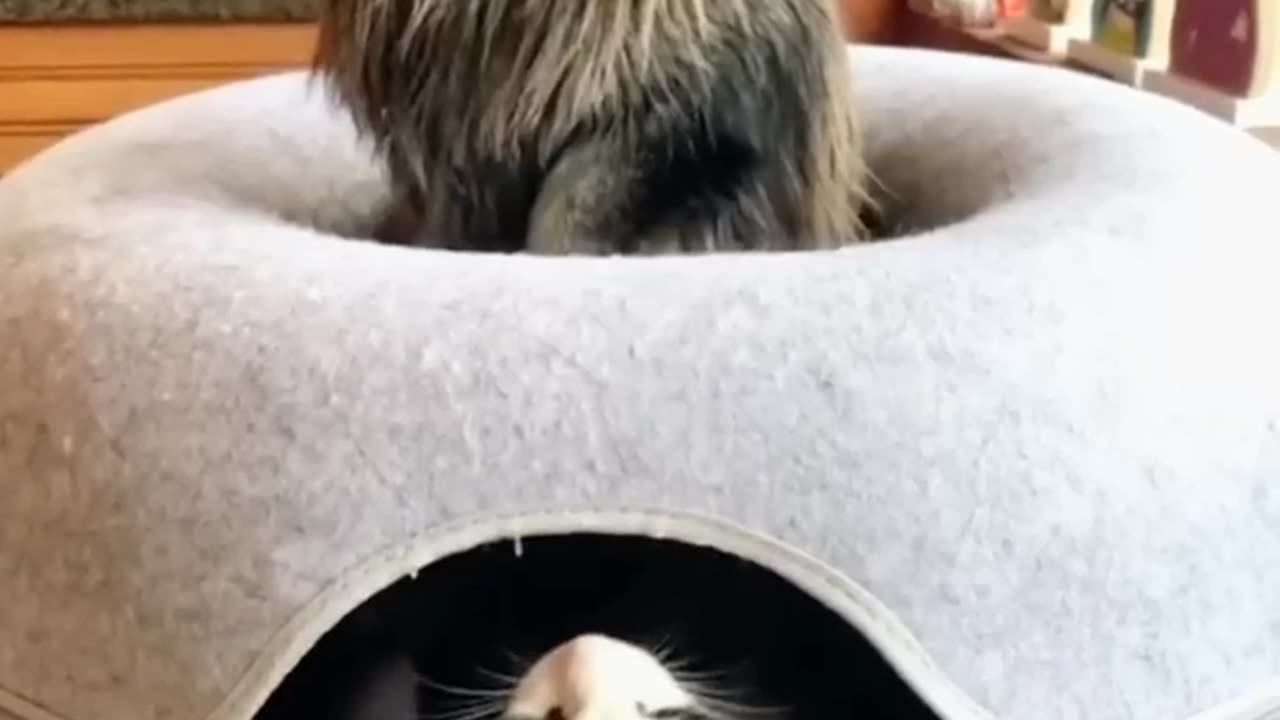 Cat funny video