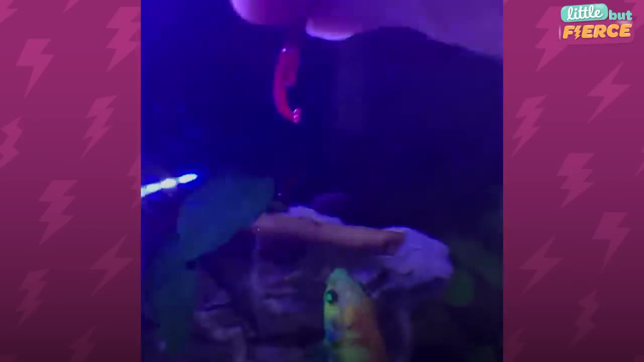 Dying Betta Fish Smiles at his Rescuer | The Dodo Little But Fierce