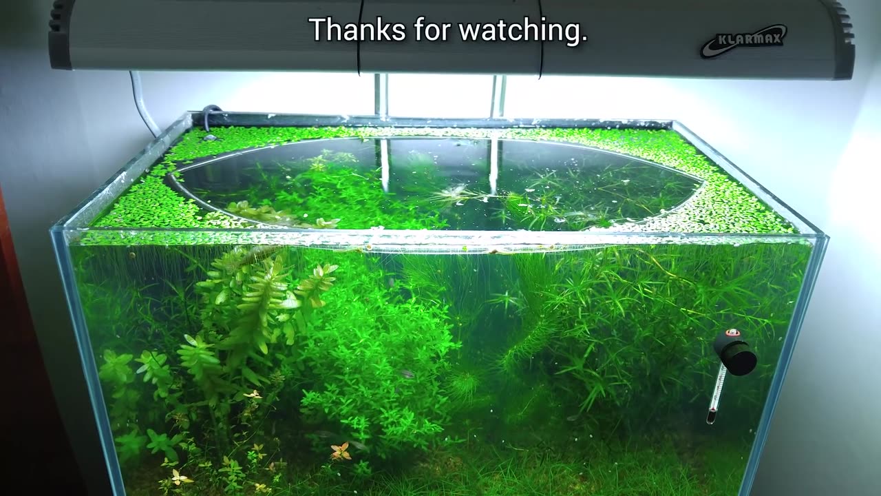 7 Months Update – (Feeding Frenzy) NO filter, NO CO2, NO Ferts 5 Gallon Nano Tank