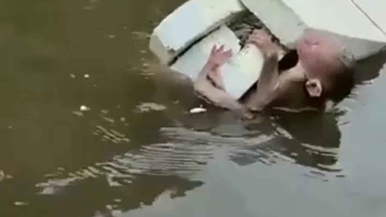 Watch end how baby monkey save them self from water