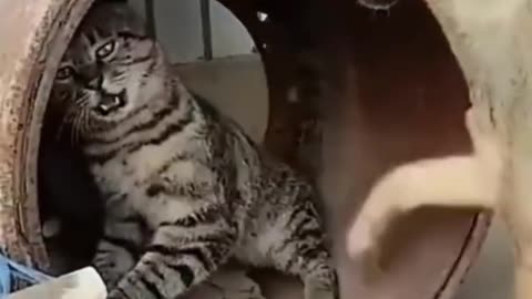 Funny animal video