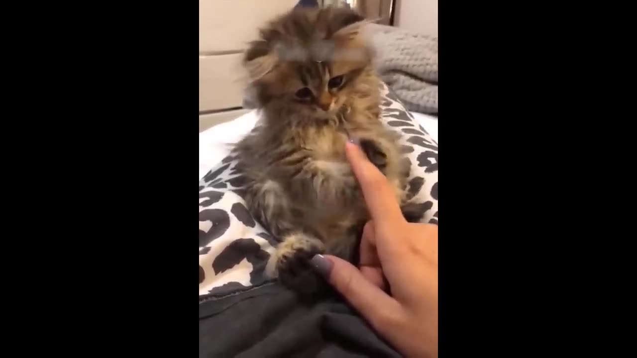 Not to laugh challenge ( 🐔) dogs and cats