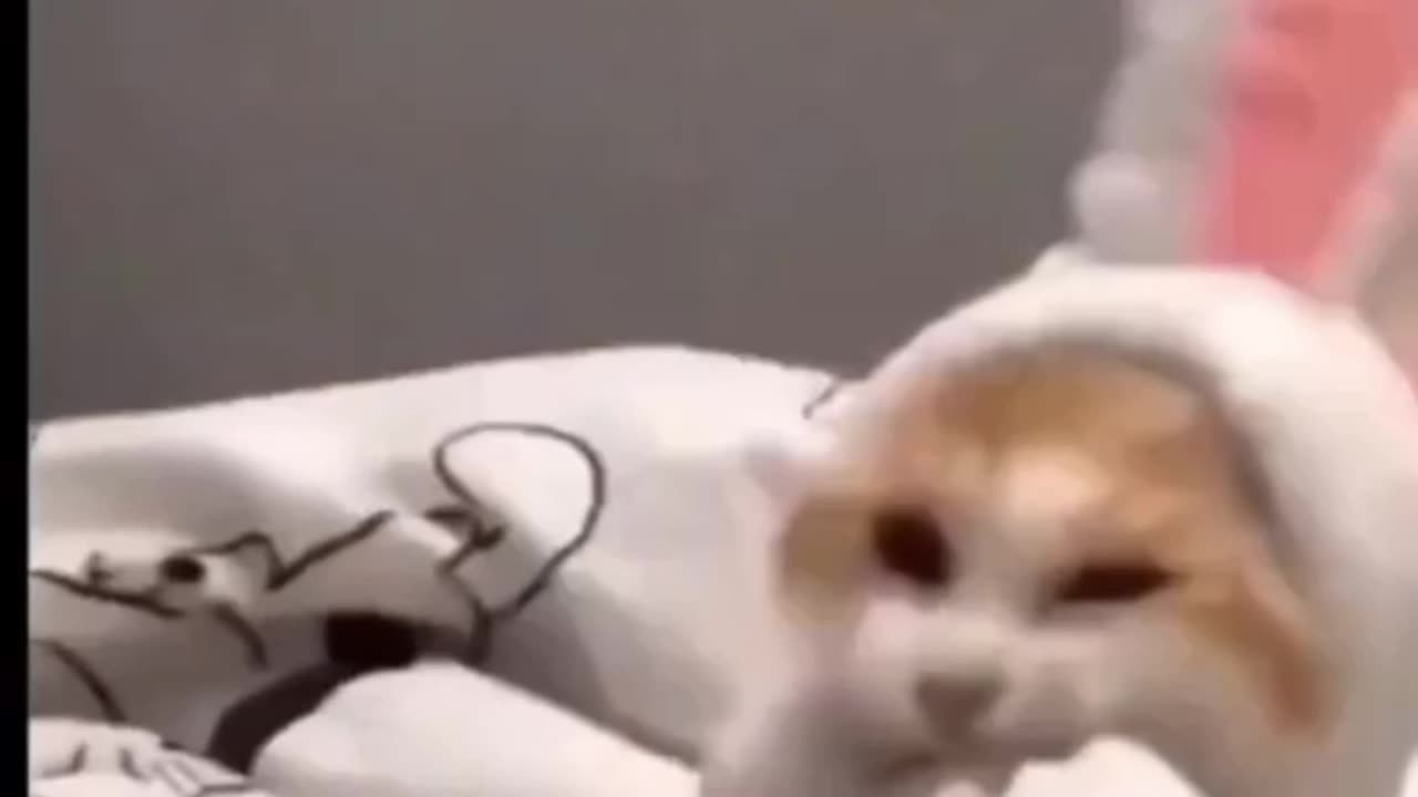 Cute Cat Playing & Dancing #catvideos #cats #catcat #cutecatcats #adorablepets #smartcat #funnycat