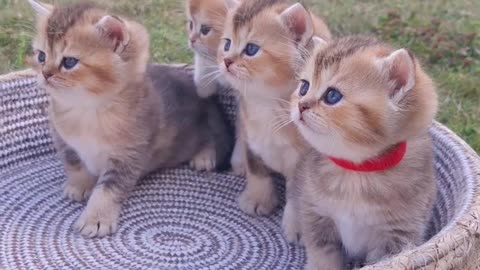 Beautiful Cat puppies