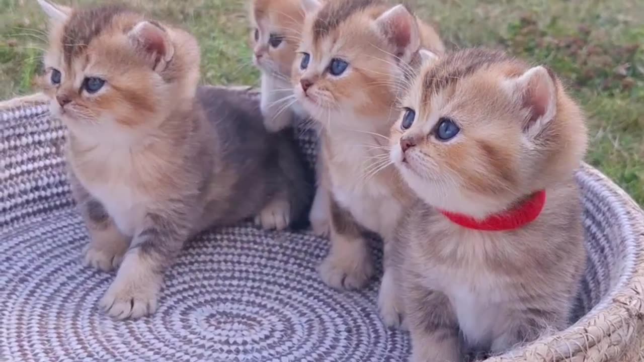 Beautiful Cat puppies