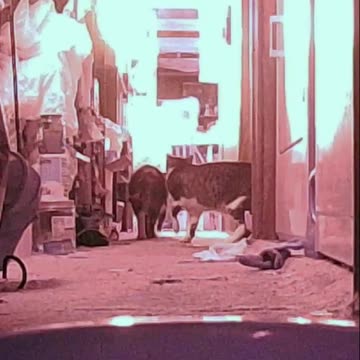 EA S2 - Cats in the Hall