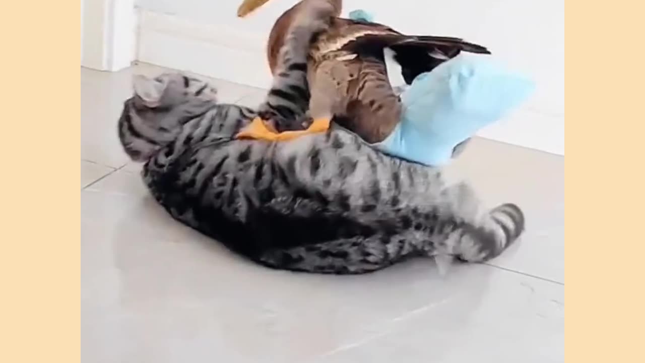 Funny cat and duck video