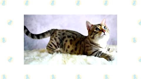 Cute breed of Cat And wellness