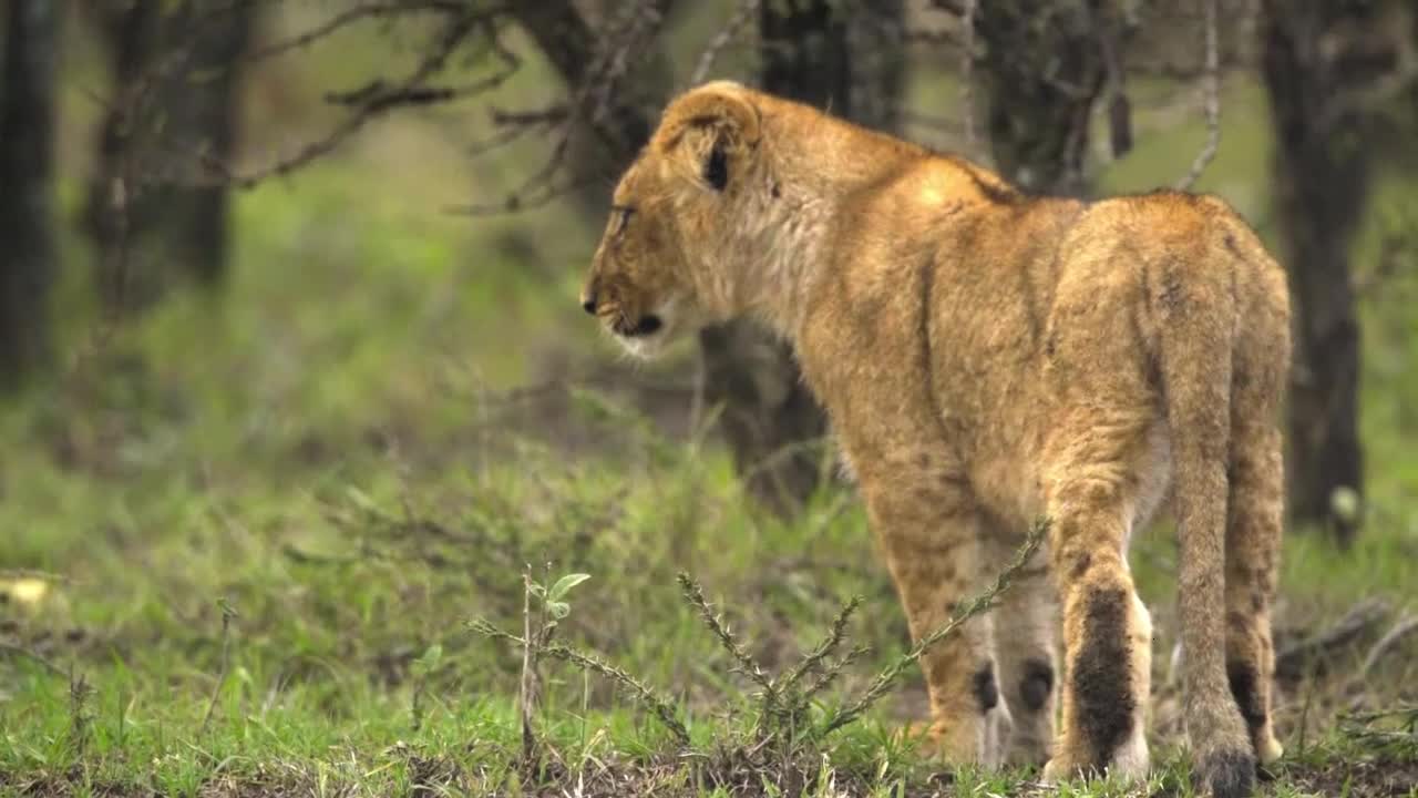 Lion Cub Looking Around