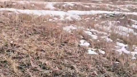 Ukrainians Tear Through the Battlefield in Australian Armed Heavy Transport APC