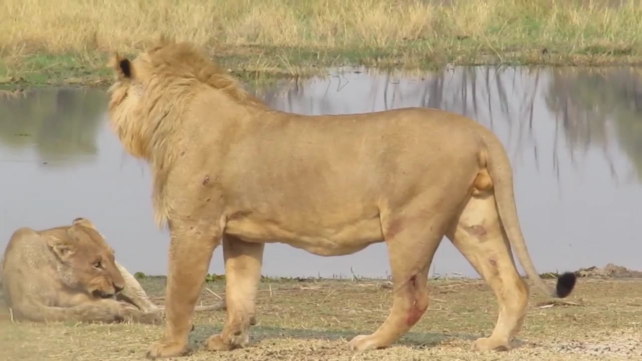 Discover the Real Lions Family