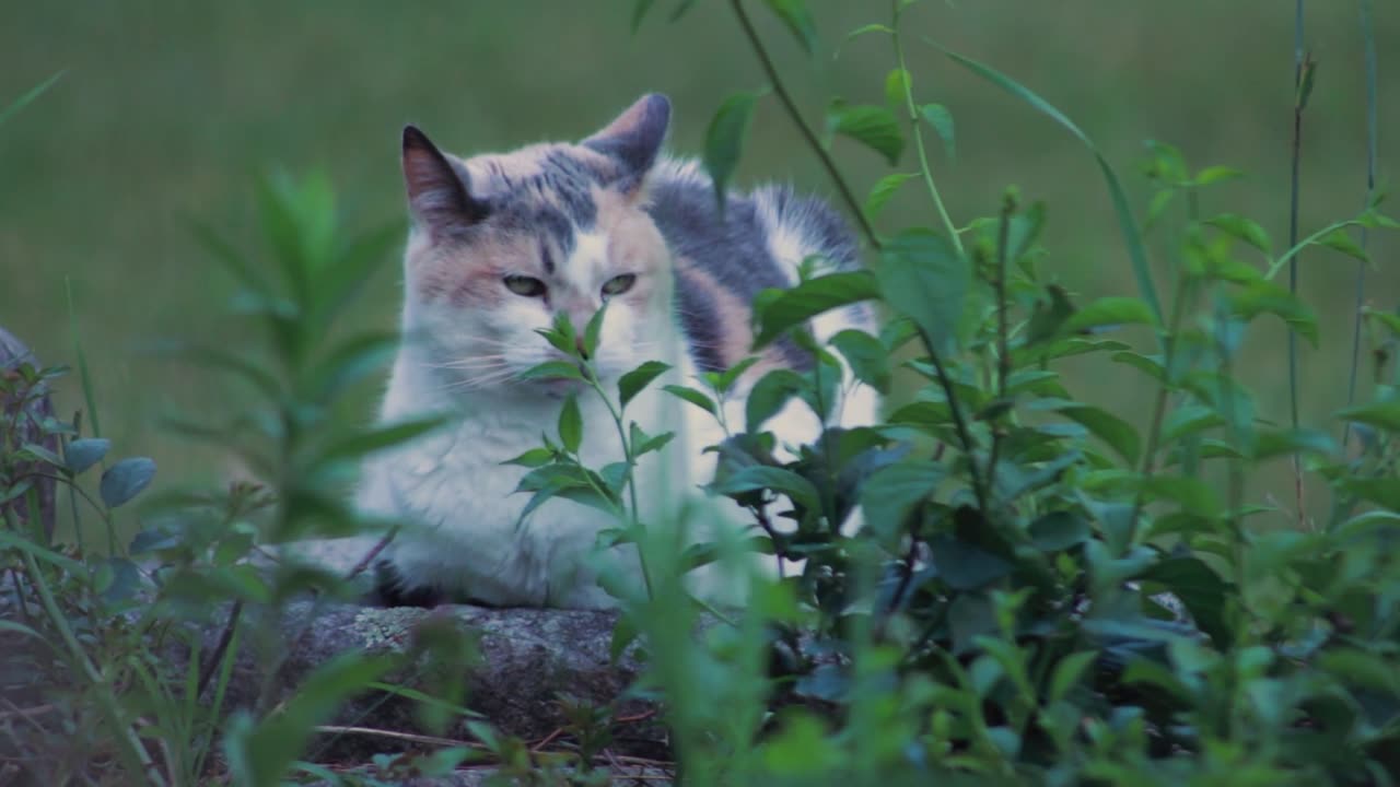 Cats