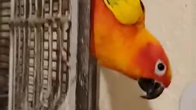 Sun Conure likes sounds from Indian Ringneck