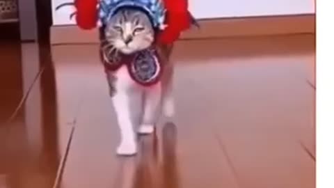 Dancing cat 😹