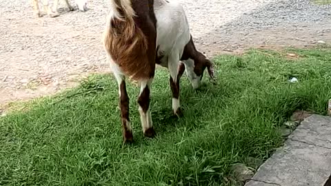 Goats having fun