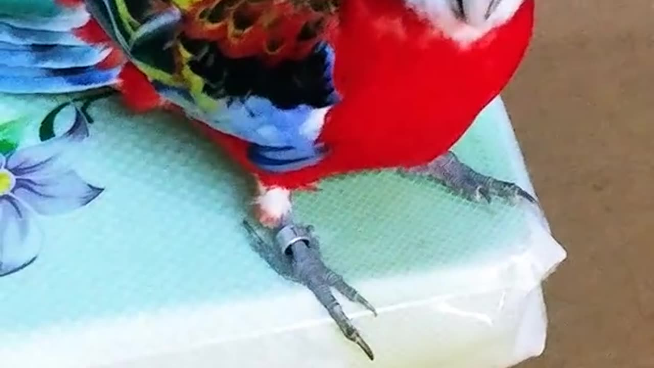 MY BIRB IS BROKEN AND I CAN'T FIND HIS SWITCH