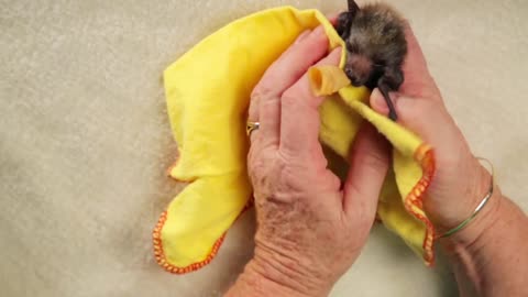 Baby Bat Burritos