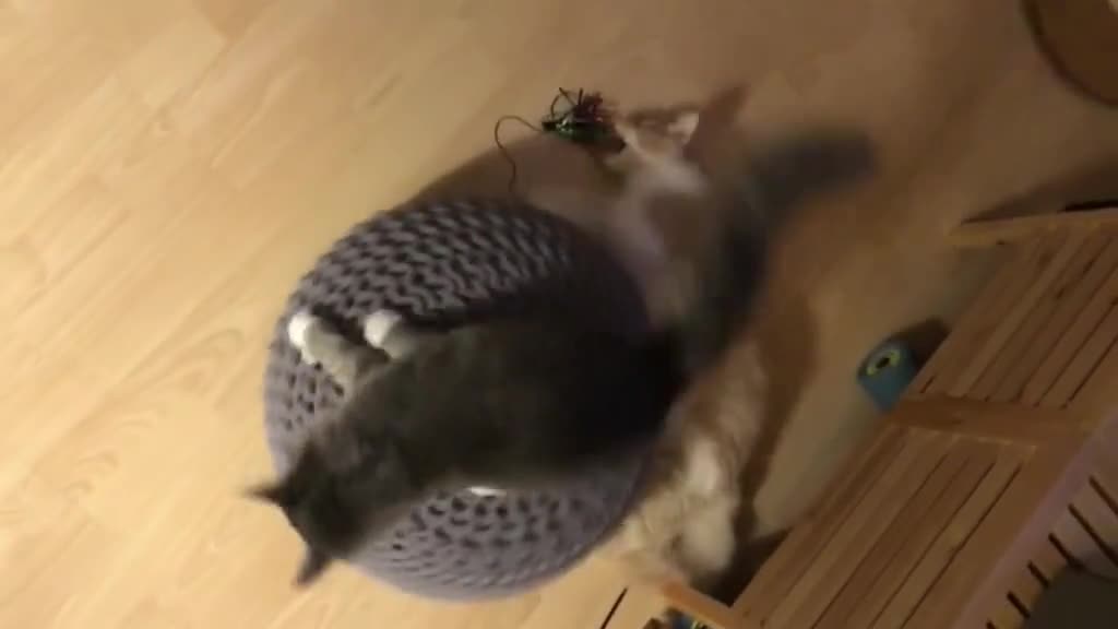 ADORABLE CATS SPINNING