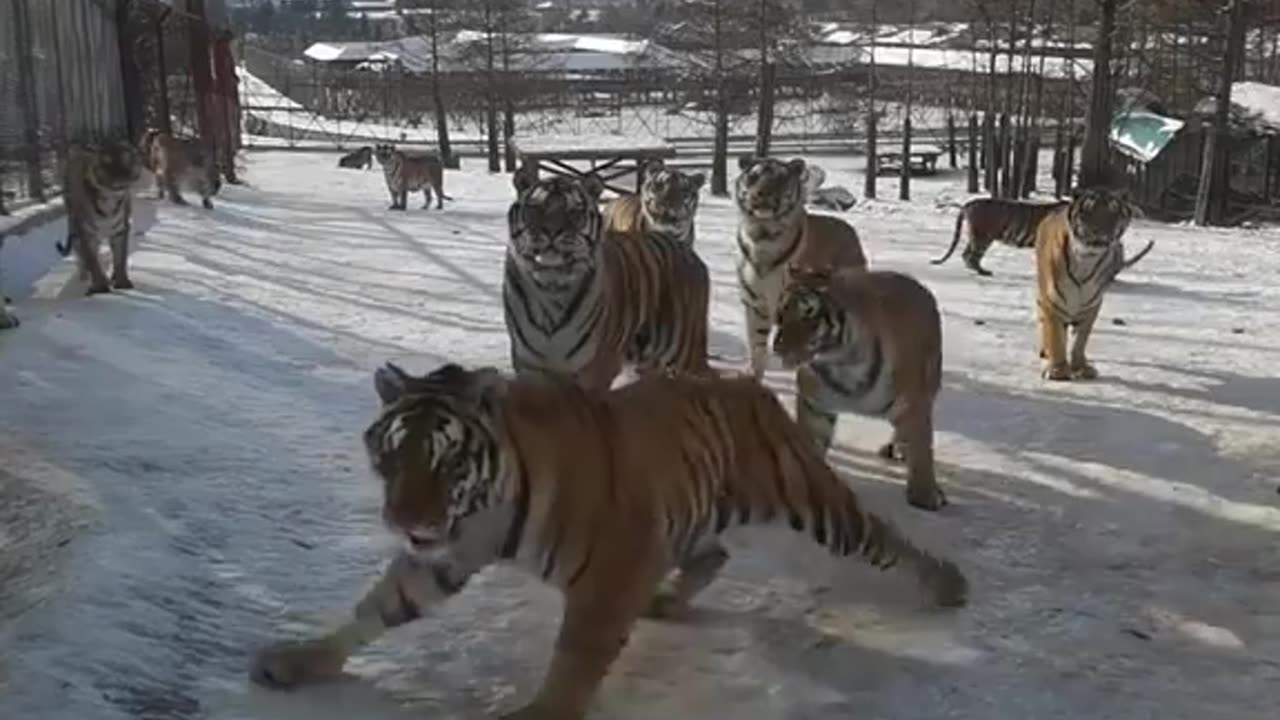 Cats on Ice. Funny Animals Videos 2023