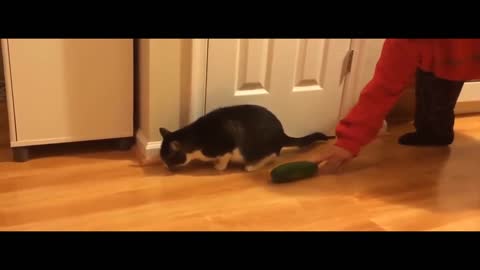 How cats are afraid of cucumbers...