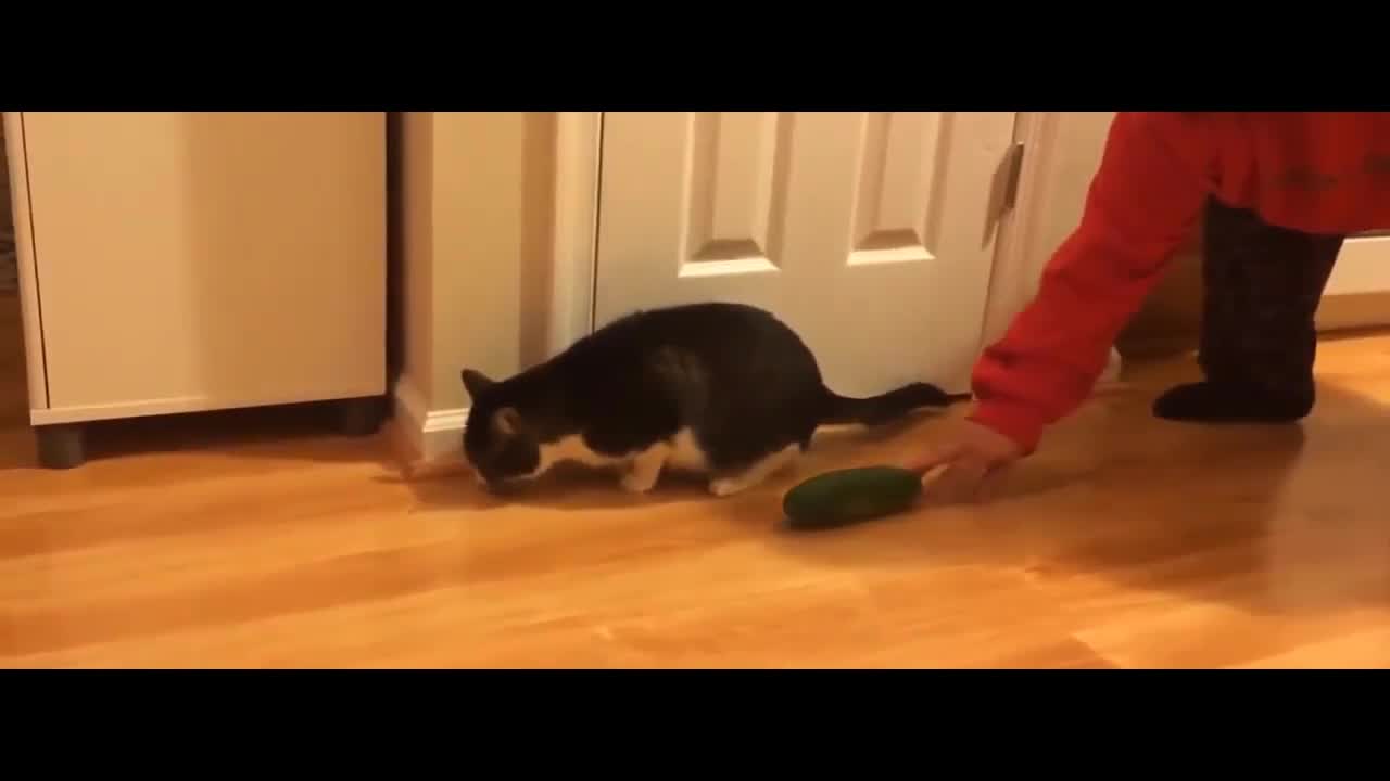 How cats are afraid of cucumbers...