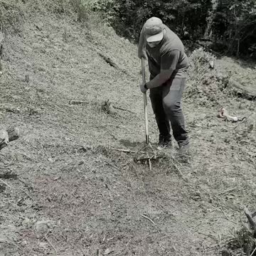 I Accidentally Planted a Food Plot For Deer!!