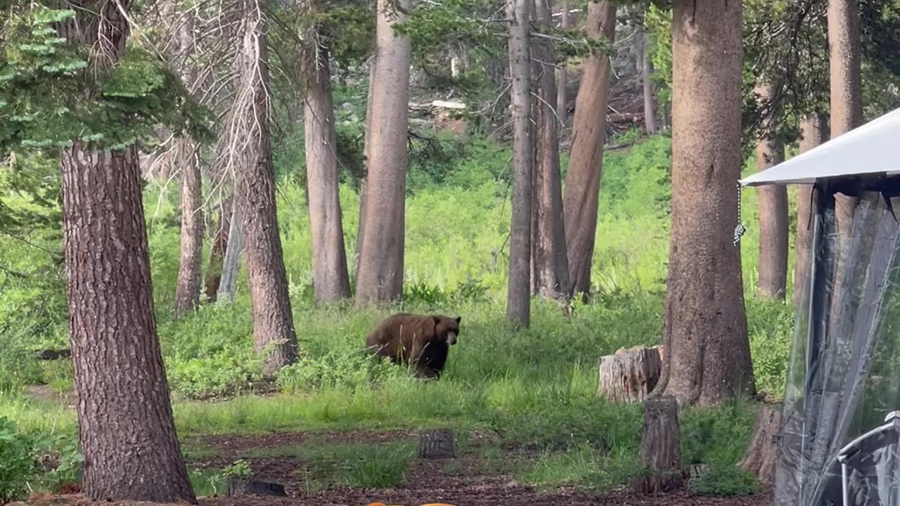 Bear walking really close to our campsite