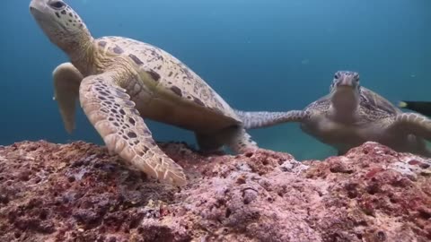 The Great Barrier Reef |