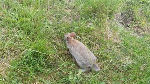 Found this little guy on the track side