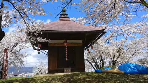 Japan’s Cherry Blossoms _ Sakura & Hanami