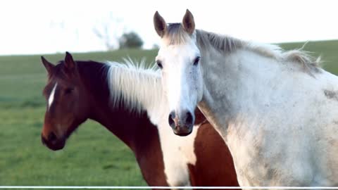 Medium shot of two beautiful horses looking at the camera