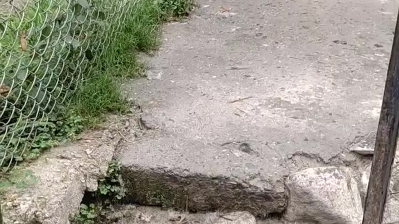 Best Trained & Disciplined Dogs