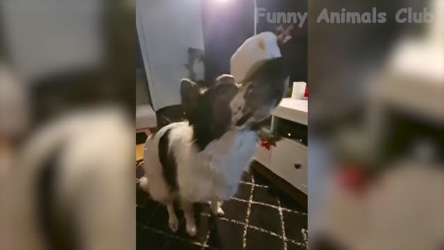 Funniest Animals Videos Best Cute Cats and Crazy Dogs Videos 2022