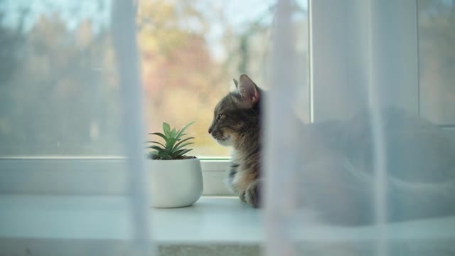 Cat lying on windowsill close-up. Kitten looking outside through window