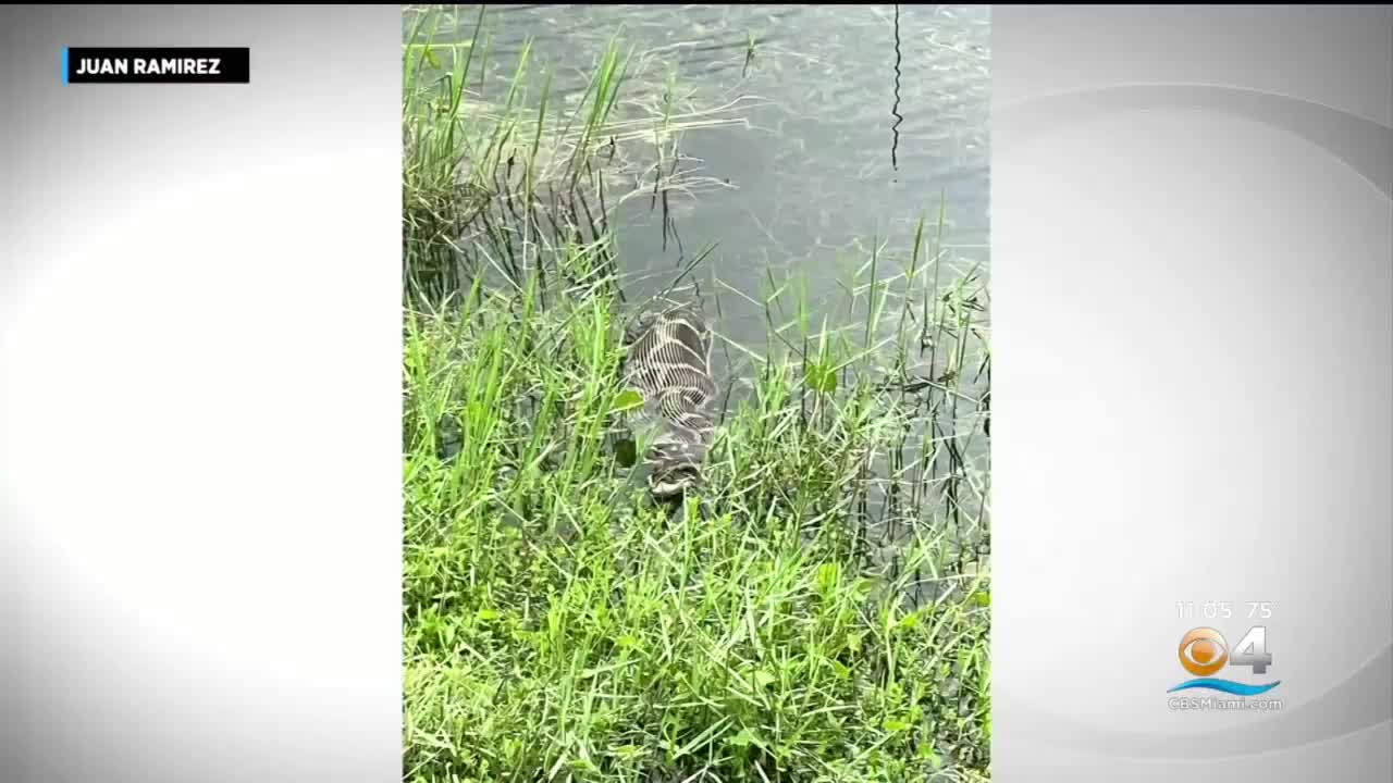 Loose Burmese python in Doral worries residents, city hires trappers