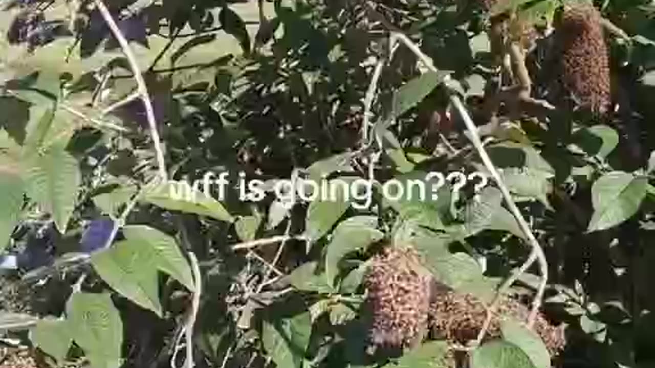 Where Have All The "INSECTS GONE" - Anyone Noticed?