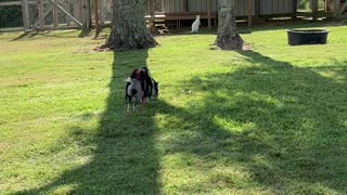 Primate's Piggy Rodeo