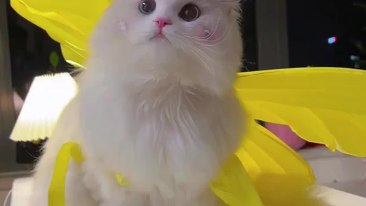 cute funny cat video