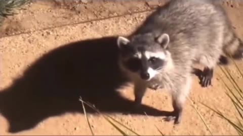 Funny animal video 😆 🤣