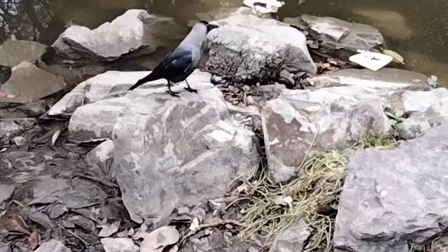 The Raven 🕊️ Video By Kingdom of Awais