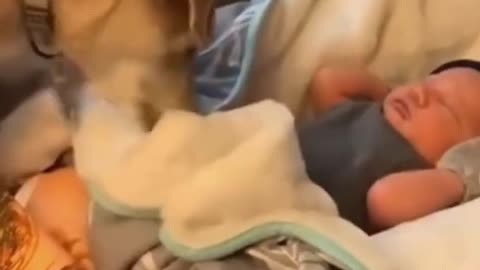 Adorable dog caring for newborn baby