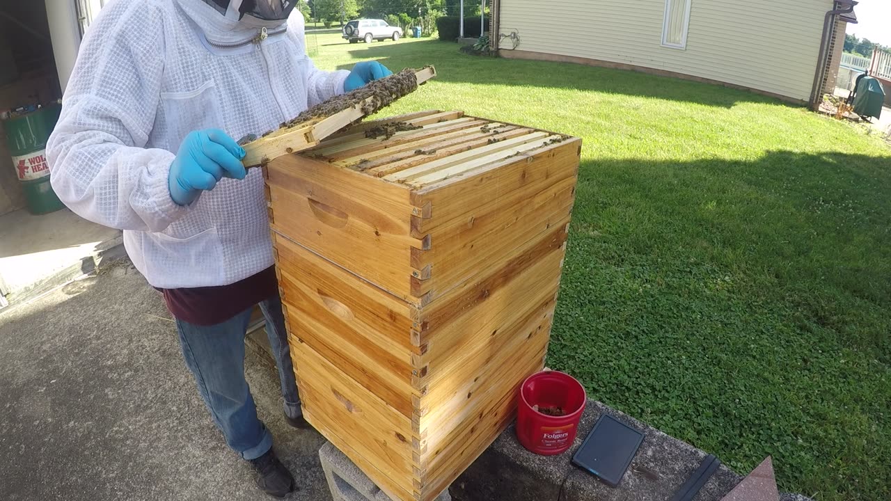 June 10, 2024 Hive Inspection Part II