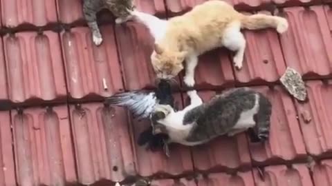 Cat-tastic Chaos: Hilarious Kitty Antics!