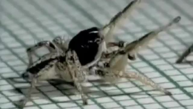 Cuban Spider dancing to the rumba beat.