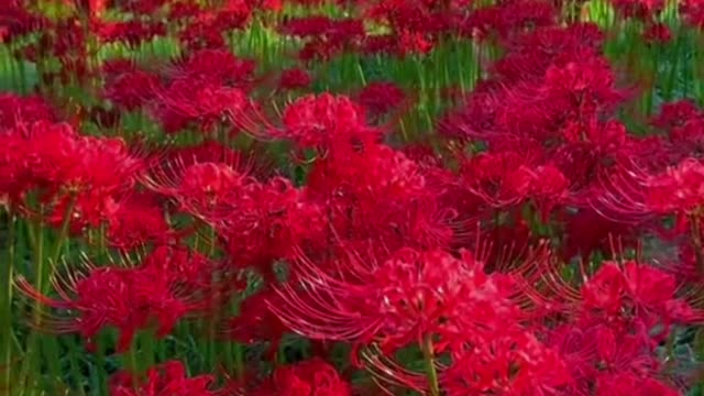 Show you the beautiful blue flowers and red flowers